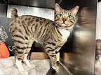 Daffy Cat, Domestic Shorthair For Adoption In New York, New York