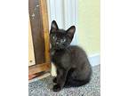 Arlo, Domestic Shorthair For Adoption In Quincy, California