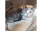 Wendy, Domestic Shorthair For Adoption In Accident, Maryland