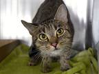 Queenie, Domestic Shorthair For Adoption In New York, New York