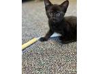 Milo, Domestic Shorthair For Adoption In Quincy, California