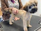 Artie, Wheaten Terrier For Adoption In Fallbrook, California