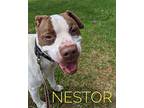 Nestor, American Pit Bull Terrier For Adoption In Lagrange, Indiana