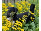 Martie, Dachshund For Adoption In Washington, District Of Columbia