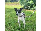 Jake, Rat Terrier For Adoption In Hamilton, New Jersey