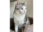 Nelly, Domestic Shorthair For Adoption In San Francisco, California