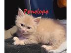 Annie, Domestic Longhair For Adoption In Lewisville, Texas