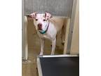 Scarlet, American Pit Bull Terrier For Adoption In Vancouver, Washington