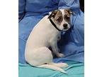 Raui, Jack Russell Terrier For Adoption In Vancouver, Washington