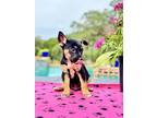Axel, Border Terrier For Adoption In Sabinal, Texas