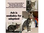 Ash, Exotic For Adoption In Deltona, Florida