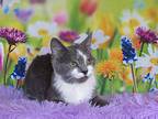 Twizzler, Domestic Shorthair For Adoption In Greensburg, Pennsylvania