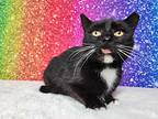 Roxette, Domestic Shorthair For Adoption In Greensburg, Pennsylvania