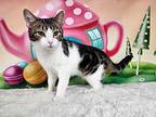 Pepita, Domestic Shorthair For Adoption In Greensburg, Pennsylvania