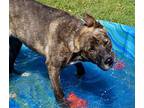 Roo, Labrador Retriever For Adoption In Brockville, Ontario