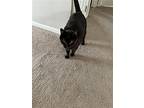Panther, Domestic Shorthair For Adoption In Sicklerville, New Jersey