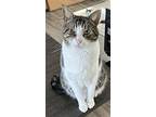 Lucas, Domestic Shorthair For Adoption In Sicklerville, New Jersey