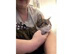 Pixie Dust, Domestic Shorthair For Adoption In Sicklerville, New Jersey