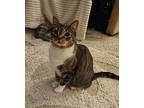 Jonah, Domestic Shorthair For Adoption In Sicklerville, New Jersey