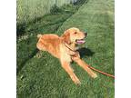 S Dog 24-0511, Golden Retriever For Adoption In Heber, Utah
