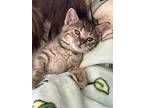 Lucy, Domestic Shorthair For Adoption In Union Grove, Wisconsin