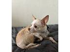 Deja, Cairn Terrier For Adoption In Orange, California