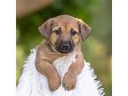 Kanga Pup - Blustery, Dachshund For Adoption In Esc, California