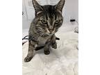 Mary Jane, Domestic Shorthair For Adoption In Stouffville, Ontario