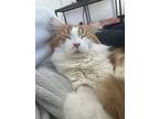 Kevin, Maine Coon For Adoption In Toronto, Ontario