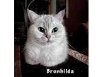 Brunhilda, British Shorthair For Adoption In Davis, California