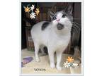 Serena, Domestic Shorthair For Adoption In Orangeville, Ontario