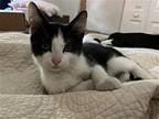 Johnny Knoxville, Domestic Shorthair For Adoption In San Antonio, Texas