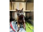 Riley, Domestic Shorthair For Adoption In Edmonton, Alberta