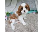 Cavalier King Charles Spaniel Puppy for sale in Oneida, NY, USA
