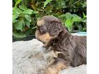 Shih Tzu Puppy for sale in Bloomington, CA, USA