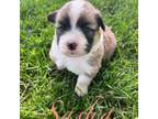 Pembroke Welsh Corgi Puppy for sale in Elkhart, IN, USA