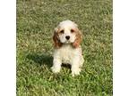 Cocker Spaniel Puppy for sale in Edgewood, TX, USA