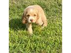 Cocker Spaniel Puppy for sale in Edgewood, TX, USA