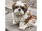 Shih Tzu Puppy for sale in Hibbing, MN, USA