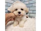 Maltipoo Puppy for sale in Spraggs, PA, USA