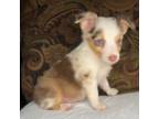 Miniature Australian Shepherd Puppy for sale in Gadsden, AL, USA