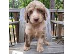 Labradoodle Puppy for sale in Clinton, SC, USA