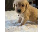 Golden Retriever Puppy for sale in Kissimmee, FL, USA