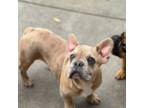 French Bulldog Puppy for sale in Bloomington, CA, USA