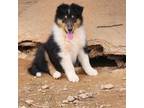 Bearded Collie Puppy for sale in Mount Airy, NC, USA