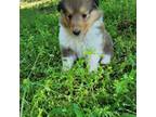 Bearded Collie Puppy for sale in Mount Airy, NC, USA