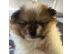 Pomeranian Puppy for sale in Chandler, AZ, USA