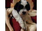 Zuchon Puppy for sale in Chesapeake, VA, USA