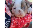 Olde English Bulldogge Puppy for sale in White City, OR, USA