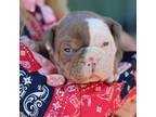 Olde English Bulldogge Puppy for sale in White City, OR, USA